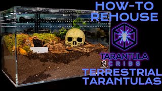 How to Set Up and Rehouse a Terrestrial Tarantula Enclosure  XL Terrestrial Enclosure From T Cribs [upl. by Idonna75]