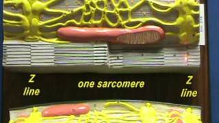 Sarcomere Model Sarcomere Structure [upl. by Redyr]