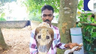 This is Where Vava Suresh Keep his Cobras  SNAKE MASTER EP 174 04082016 [upl. by Eiltan]