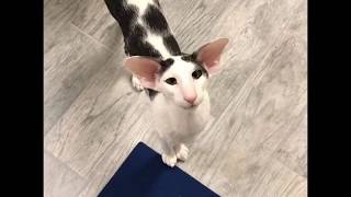 Teddy the most famous honking Oriental Shorthair Cat [upl. by Novoj536]