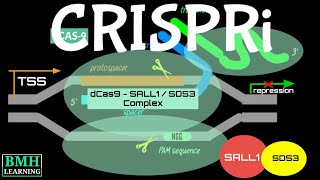 CRISPRi  CRISPR Interference [upl. by Liv]