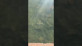 The Bellows Gill Swimmer is something fishing fishingvideo [upl. by Cia]