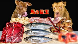 【犬の食事】ピットブルに馬の目玉をあげたらヤバい事になりました犬の咀嚼音 [upl. by Esir]