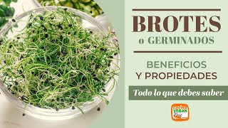 Germinados o brotes alimento con múltiples beneficios para la salud [upl. by Imugem]