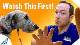 Before You Use A Dog Training Head Collar Watch This Video  Professional Dog Training Tips [upl. by Javier]