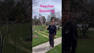 Peach Trees Blooming fruit garden [upl. by Diann716]