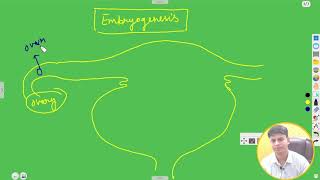 Embryogenesis Gestation Period Parturition Zygote Formation [upl. by Esela]