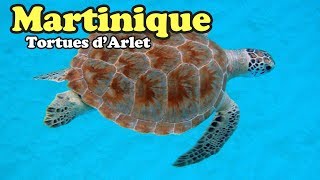 Martinique  Les tortues des anses dArlet [upl. by Ahsiet]