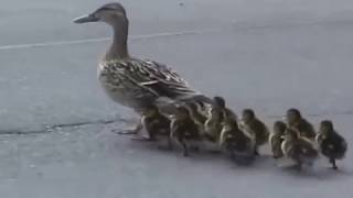 Mama Mallard amp Ducklings Leaving the City [upl. by Keligot63]