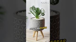 Albuca Spiralis plantas jardin suculentas cactus flores rosas naturaleza plants [upl. by Zacks123]