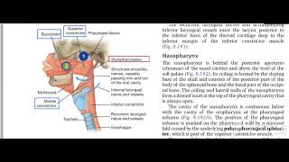 Pharynx constrictors 7 [upl. by Lak]