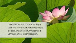 Lotusan® – Schmutz perlt mit dem Regen ab [upl. by Rondon]