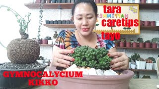 GYMNOCALYCIUM KIKKO CARETIPS [upl. by Oniotna312]