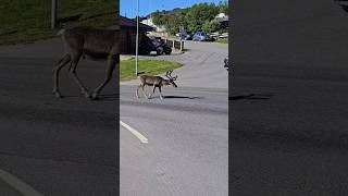 Reindeer In The City 🥰🇳🇴 [upl. by Erdnad]