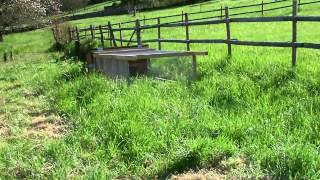 Elevage de lapin en Agriculture Bio Test [upl. by Anipsed17]