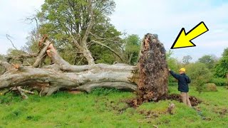 Der Sturm fällte einen 200 Jahre alten Baum Was unter seinen Wurzeln entdeckt wurde hat alle entse [upl. by Truscott]