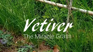 Vetiver The Miracle Grass [upl. by Htur]