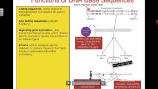 Functions of DNA Base Sequences 2016 IB Biology [upl. by Eitsim]