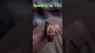 Stonefly molting  Watch till the end shorts nature bugs [upl. by Tabatha485]