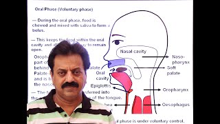 First Year  Chapter 12  Nutrition  Part 18  Swallowing  Deglutition [upl. by Tootsie]