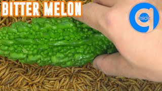 10000 Mealworms Eating Bitter Melon  Time Lapse Video [upl. by Grubman]