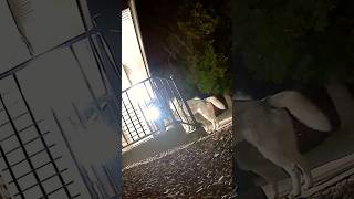 A Security Camera Captured Huskies In Middle Of The Night shorts dog dogs [upl. by Roy]