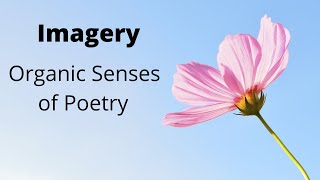 What Is Imagery in Literature🌹🌻 Types Of Imagery in Poetry 🎄🌲 Use and Examples of Imagery 🌴🍀 [upl. by Aifas873]