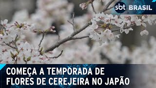 Temporada das flores de cerejeiras marcam importante momento no Japão  SBT Brasil 110424 [upl. by Buckden317]