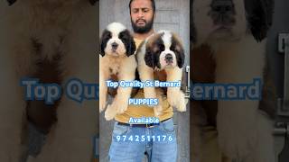 Massive Built Saint Bernard Pups Looking For New Home  St Bernard Puppies Available For Sale short [upl. by Thorrlow]