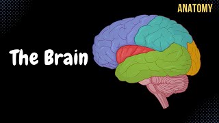 The Brain Explained  Cerebral Cortex  Frontal Lobe  Parietal Lobe 🔴 [upl. by Idurt29]