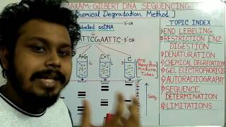 DNA sequencing by Maxam Gilbert method [upl. by Lac]