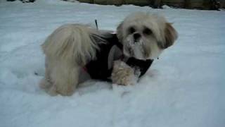 Lhasa Apso in Snow [upl. by Tandi783]