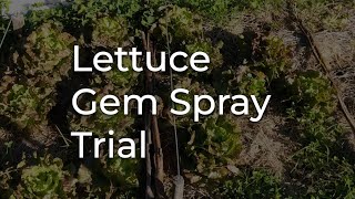 Gem Spray Lettuce Trial with Dennis Klocek [upl. by Forster]