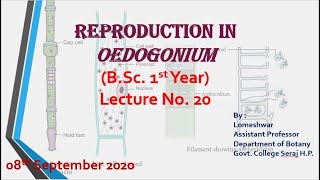 PlantBiodiversityReproduction in Oedogonium [upl. by Tatianna970]