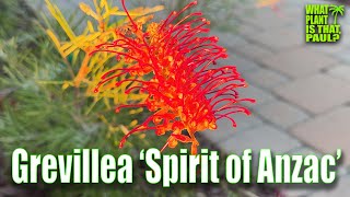 Grevillea ‘Spirit of Anzac’  Lowmaintenance  STUNNING FLOWERS [upl. by Rush]