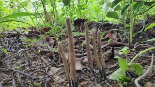 मुर्दे की अंगुली  Xylaria nigripes the Dead Mans Finger Fungus [upl. by Cinamod]