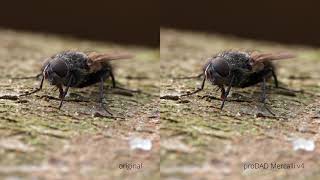 Short Macro Shot Stabilization Test  proDAD Mercalli v4 and Magix Video Pro X9 stabilizer  4K [upl. by September]