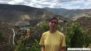 Luisa Borges from Vieira de Sousa  Douro 2017 Harvest Report [upl. by Ariait]