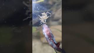 Female betta fish enjoying meal 💯😍 shorts [upl. by Hanonew]