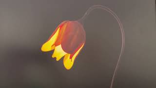 SARAH CHARLESWORTH  Flower Lamp 2002  James Cohan [upl. by Halfdan]