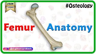 Femur Anatomy Osteology  General features  Attachments  Development anatomy MBBS usmle NMC [upl. by Tjon782]