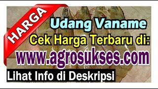 Update 2024 Daftar Harga Terbaru Udang Vaname Rp  Daftar Pembeli  Penjual [upl. by Gayla]