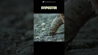 Ovipositor Mystery Adaptation [upl. by Abramson]