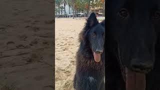 Belgian shepherd Groenendael [upl. by Alastair]