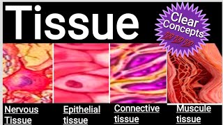 Tissue Anatomy and physiologyTissue types and function Tissue study Bsc [upl. by Yalhsa]