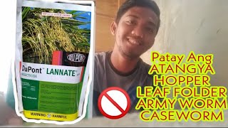 Pamatay Insekto gaya ng AtangyaGLH Leaf folder ArmyWorm Caseworm at iba pa  Lannate insecticide [upl. by Julieta515]