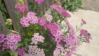 Yarrow Plant Profile [upl. by Ramilahs]