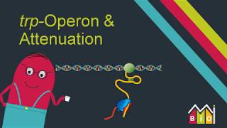 trp Operon amp Attenuation explained in under 15 minutes [upl. by Hallam392]