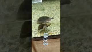 Really Wish I Could Get Him turtles petslover animals [upl. by Martsen400]