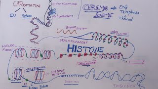 Histones  A NucleoproteinGenetics Tamil Mightymedicoz [upl. by Annmaria]